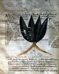 Page du manuscrit d