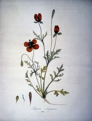 Papaver Argemone (Fleur et plante de pavot argemone). Herbier du 19ème siècle.