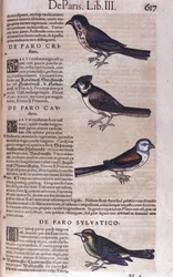 Passereaux dans Historia Animalium de Conrad Gesner (1516 - 1565), Tiguri