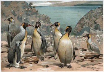 Pingouins - dans « La vita degli animali » par A E Brehm, Torino