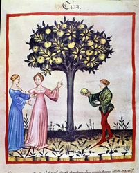 Récolte de cédrat, fruit du cédratier. Enluminure du traité de médecine et de diététique « Tacuinum sanitatis »