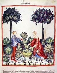 Récolte de laitue. Enluminure du Tacuinum sanitatis