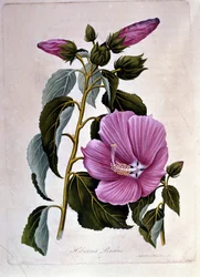 Hibiscus rose. Planche botanique. Gravure