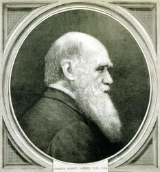 Portrait de Charles Darwin (1809 - 1882)