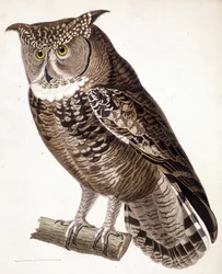 Rapace : hibou africain. Gravure du XIXe siècle