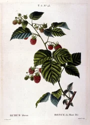 Framboise et fruits : planche botanique du XIXe siècle
