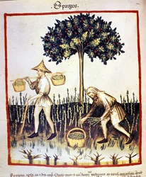 Récolte des asperges. Enluminure du « Tacuinum sanitatis »