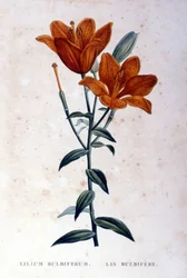 Lys bulbifère rouge. Gravure du 19ème siècle