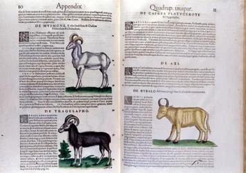 Représentation de moutons, buffles... - dans Historia Animalium de Conrad Gesner (1516 - 1565), Tiguri