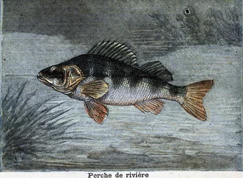 Perche de rivière. Gravure de 1897