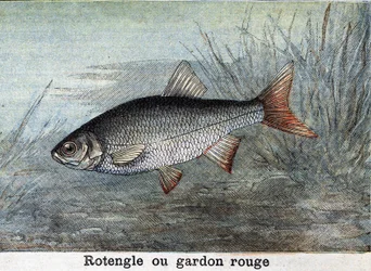 Rotengle ou gardon rouge gravure de 1898