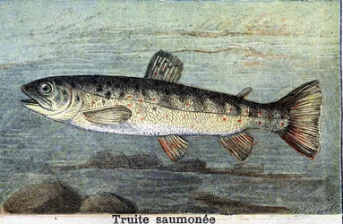 Truite saumonée gravure de 1898