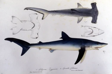 Requins : requin marteau et requin bleu.