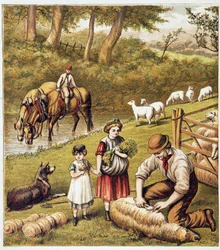 Tonte des moutons - chromolithographie