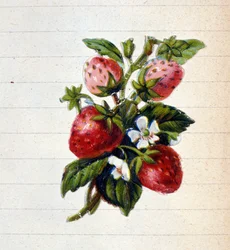 Fraises. Chromolithographie du 19ème siècle