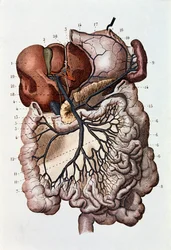 Étude du cerveau humain, hémisphères cérébraux et cervelet