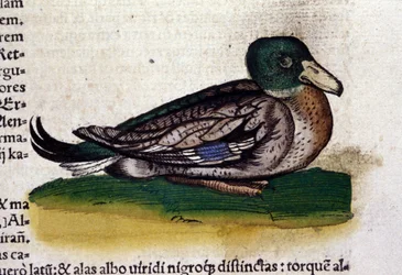 Le Harle dans Historia Animalium de Conrad Gesner (1516 - 1565), Tiguri
