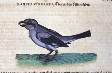 La Pie-grièche dans Historia Animalium de Conrad Gesner (1516 - 1565), Tiguri