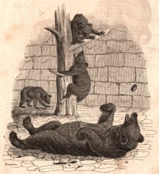 La fosse aux ours du Muséum d