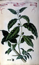 Le caféier. Herbier du XIXe siècle.