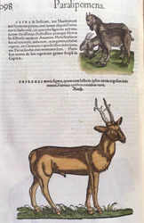 Le cerf dans Historia Animalium de Conrad Gesner (1516 - 1565), Tiguri