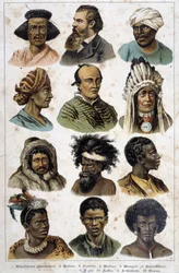 Les différentes races humaines - dans « Histoires naturelles des mammifères », éd. Schreiber