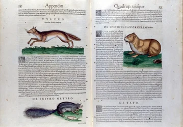 La double page des rongeurs dans Historia Animalium de Conrad Gesner (1516 - 1565), Tiguri