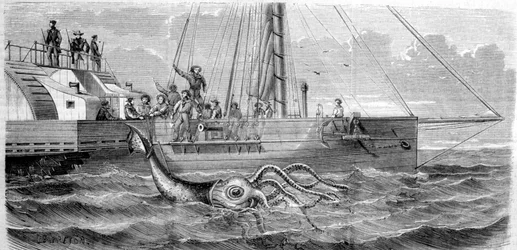 Le premier calmar géant capturé en 1861 par la corvette française Alecton. Lorsque l
