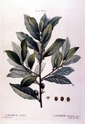 Le laurier. Herbier du 19ème siècle
