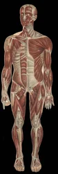 Les muscles de la tête, du tronc et des extrémités sur la partie antérieure du corps. Dans « La nouvelle médication naturelle » de F.E. Bilz, 1898