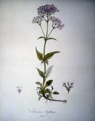 Valeriana mauve ou Valeriana tripteris. Herbier du 19ème siècle.