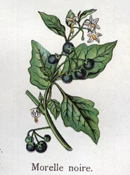 Plantes botaniques vénéneuses : morelle noire. Gravure dans « La médication naturelle », de Friedrich Eduard Bilz (1842-1922)