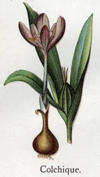 Plantes botaniques vénéneuses : colchique. Gravure dans "La médication naturelle" de Friedrich Eduard Bilz (1842-1922)
