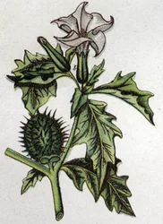 Plantes botaniques vénéneuses : stramoine de pomme épineuse. Gravure dans "La médication naturelle" de Friedrich Eduard Bilz (1842-1922)