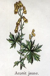 Plantes botaniques vénéneuses : aconit jaune. Gravure dans "La médication naturelle" de Friedrich Eduard Bilz (1842-1922)