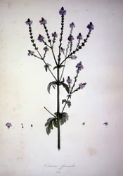 Verbena officinalis (Verveine officinale). Herbier du XIXe siècle.