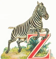 Z : Zèbre