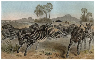 Zèbre - Zèbres - équidés africains (famille des chevaux) - gravure de "La Vie des Animaux" par Alfred Edmund Brehm (1829-1884)
