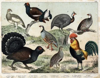 a: Lagopède alpin (Lagopus mutus), b: Tétras lyre (Tetrao tetrix), c: Grand tétras (Urogallus vulgaris), d: Perdrix cendrée (Partrix cinerea), e: Perdrix rouge (caccabis rubra), f: Bartavelle (caccabis saxatis), g: Pintade (Numida meleagris), h: Coq