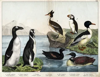 a: Harle bièvre (Mergus merganser), b: Grèbe huppé (Podiceps cristatus), c: Plongeon huard (Colimbus glacialis), d: Guillemot à miroir (Cephis grylle), grand pingouin (Alca impennis), f: Macareux moine (Fratercula artica), g: Manchot royal