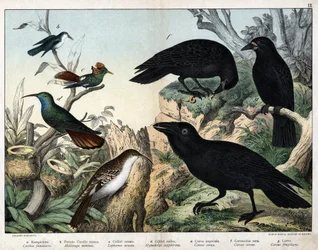 a: Grimpereau (Certhia familiaris), b: Petit oiseau-mouche (Mellisuga minima), c: Colibri orné (Lophornis ornata), d: Colibri saphir (Hylocharis sapphirina), e: Corbeau impérial (Corvus corax), f: Corneille noire (Corvus corone), g: Corbeau (Corvus frugile
