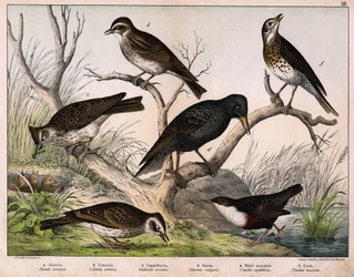 a: Alouette des champs, b: Alouette lulu, c: Cappellaccia, d: Étourneau sansonnet, e: Cincle plongeur, f: Grive musicienne - dans « Histoire naturelle des oiseaux », éd. Hoepli, Milan