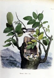 Planche représentant un oiseau commun (ou moineau) près de son nid.