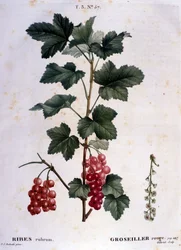 Une groseille : planche botanique du 19ème siècle.