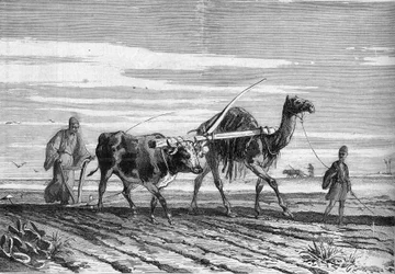 Agriculture en Égypte : une charrue tirée par une vache et un chameau. Gravure dans « Le Monde Illustré » n°1316 du 17 juin 1882.