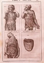 Planche anatomique représentant : les dimensions, muscles de l