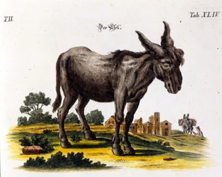 Ankey. Représentation du 18ème siècle