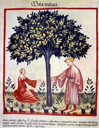 Cueillette des pommes. Enluminure du « Tacuinum sanitatis »