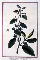 Belladone, fleurs et baies. Plante toxique utilisée en médecine. Gravure d