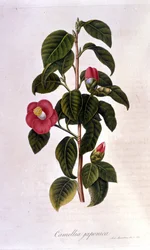 Planche botanique : Camélia du Japon. Gravure du 19ème siècle